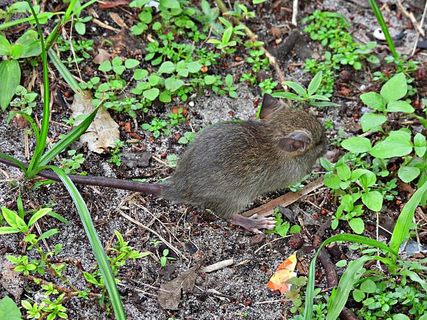 A sewer rat