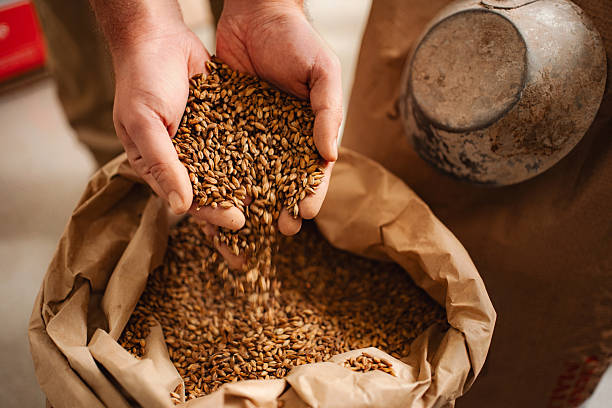 istock Hands pouring barley malt into sack for brewing beer 2239612982