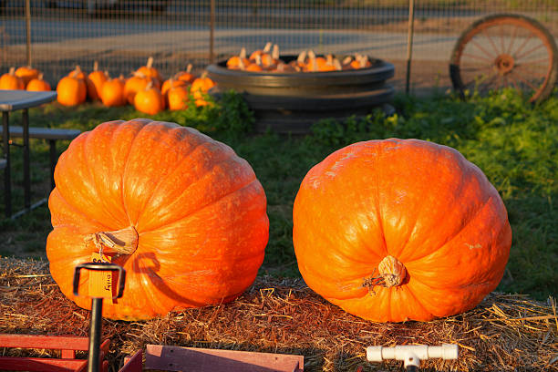 istock Pumpkin Patch Farm Fall Autumn California 2239614338