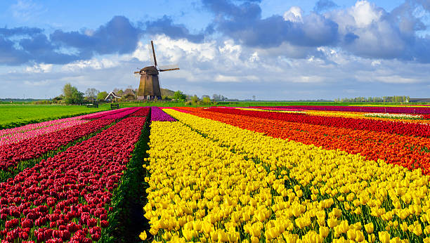 istock Tulips and Windmill in The Netherlands 2239614713