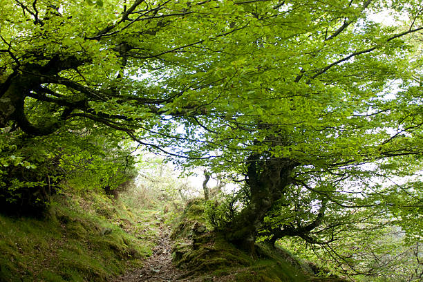 Narrow, winding dirt path leading through a dense, vibrant green forest in a rural scene of Asturias, Spain, showcasing the natural beauty and tranquility of the region