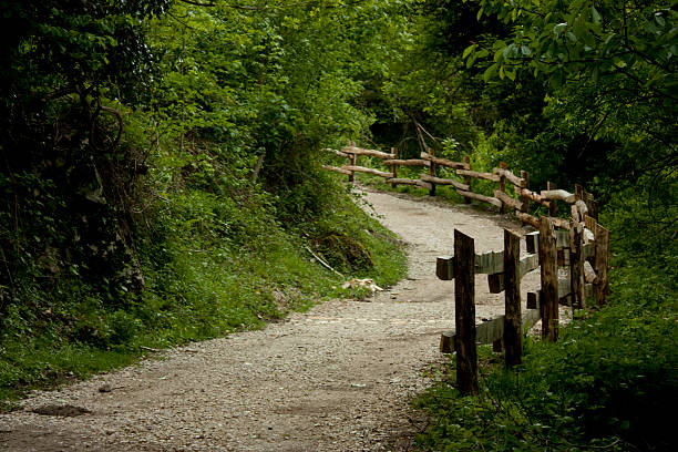 Winding gravel path with a wooden rail fence navigating through lush green forest and vegetation, highlighting the tranquility and natural beauty of a rural scene