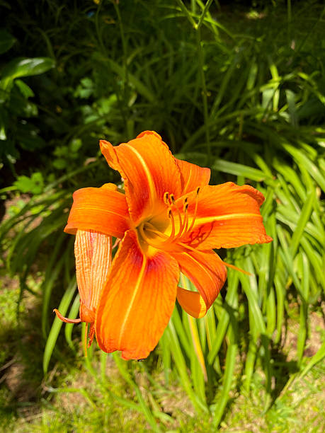 istock Orange Lily in Full Sunlight with Greenery Background 2239615304