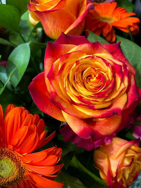istock Orange and Yellow Roses 2239615324