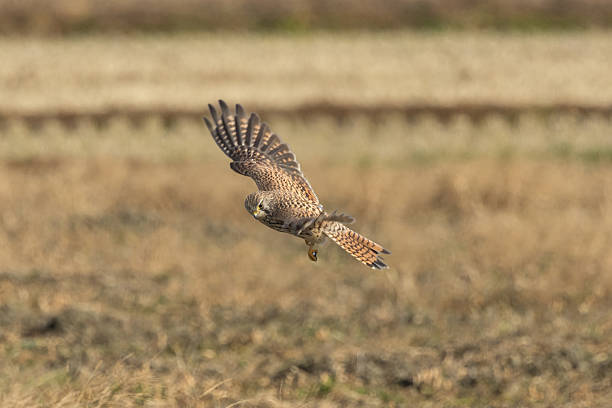 istock A Common Kestrel flying in winter agricultural land. 2239621089