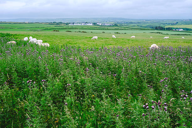 A tranquil Irish landscape showcases sheep grazing peacefully in a verdant pasture filled with vibrant wildflowers. Rolling hills extend into the distance under a soft, overcast sky.