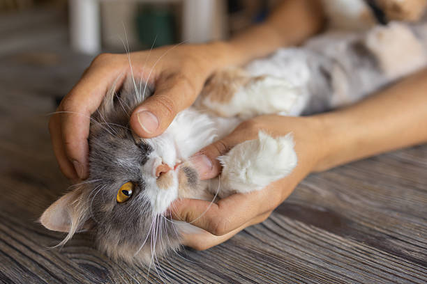 istock ginger kitten lying in the hands of man. 2239624659