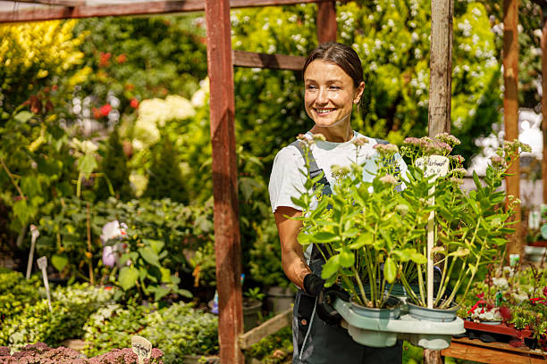 istock A Smiling Gardener is Surrounded by Fresh Plants in a Beautiful and Lush Nursery Setting 2239625171