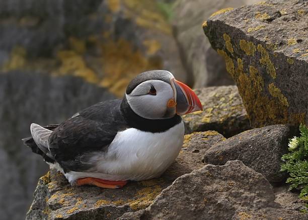 istock Closeup of an Atlantic Puffin (fratercula arctica) 2239626146