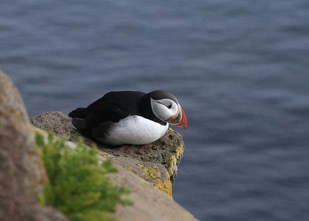 istock Atlantic Puffin (fratercula arctica) looking down from it's perched at the edge of cliff 2239626164