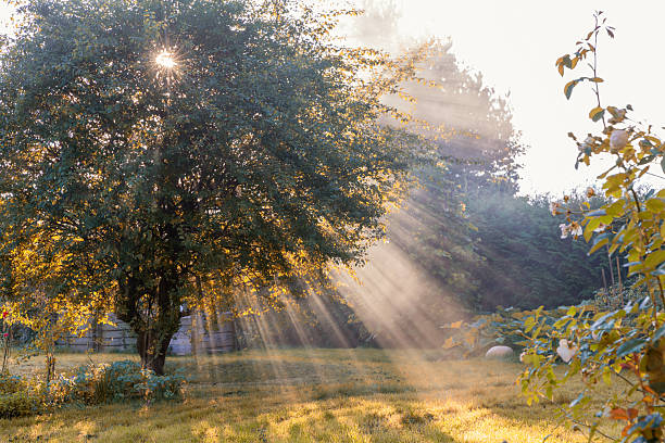 Morning sunlight streaming through tree branches, golden rays illuminating garden, autumn mood, natural background, serene outdoor scene, concept of tranquility, nature inspiration, seasonal change