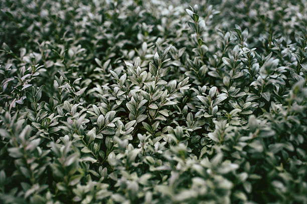 Background from a green shrub with thick leaves. Variegated uniform background of leaves with free space for text. Beautiful green plantation in the form of a bush with small leaves