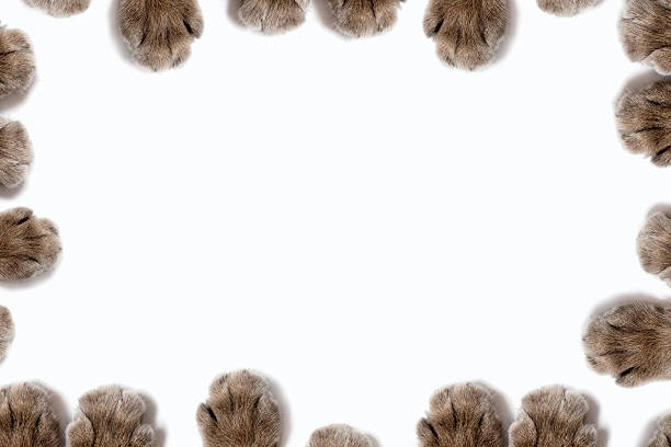 Frame of fluffy cat paws on a white background with free space for text. Cute frame from the paws of a gray fluffy cat. Animal concept and cute background for text
