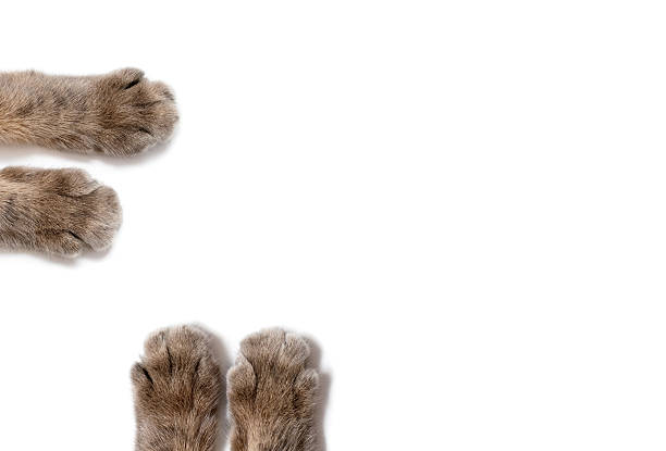 istock Four paws of a gray cat on a white background 2239633603