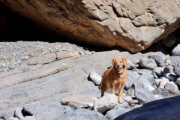 istock Golden Retriever in Oman Wadi 2239636324