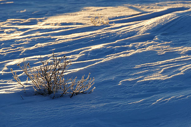 A tranquil winter scene, showcasing hoar frost delicately coating bare trees and snow-covered ground. The crisp blue sky and sunlight enhance the icy sparkle, capturing nature’s quiet elegance.