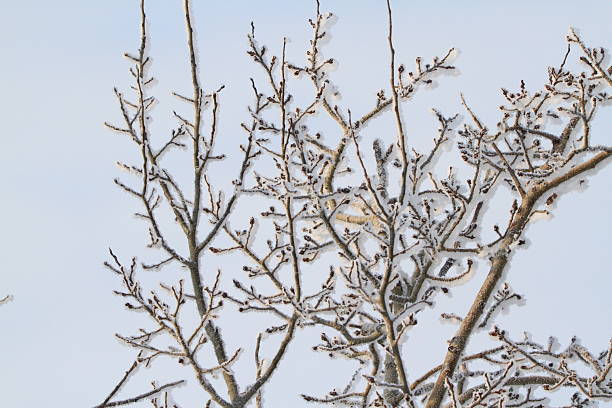Pine branch covered with snow and patterned hoarfrost on blue sky background
