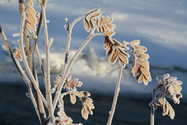 A tranquil winter scene, showcasing hoar frost delicately coating bare trees and snow-covered ground. The crisp blue sky and sunlight enhance the icy sparkle, capturing nature’s quiet elegance.