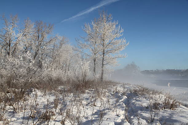 Frosty winter tree standing alone in the field on a foggy December's morning. Photo taken in Central Europe on the southern Polish.