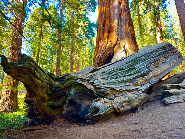 Huge mountains, rugged foothills, deep canyons, and the world’s largest trees make up the landscape of Sequoia NP.