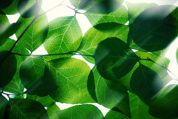 Translucent leaves, abstract ecological image.