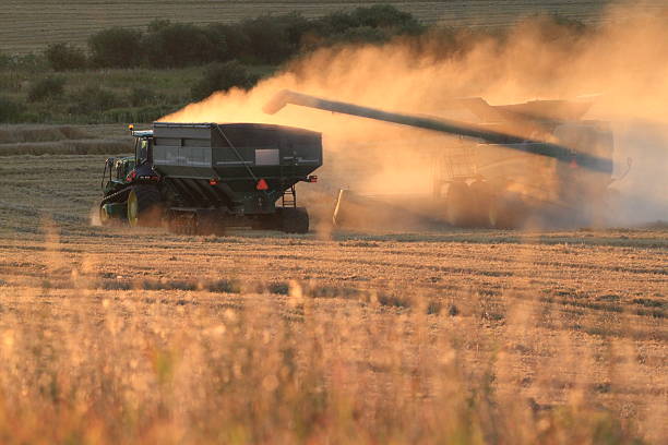 A golden prairie harvest unfolds near Calgary, Alberta, as a combine harvester transfers grain into a tractor-pulled cart under warm, dusty light. The dry field, likely wheat, glows in the late afternoon sun while machinery and dust clouds capture the intensity and rhythm of modern farming.