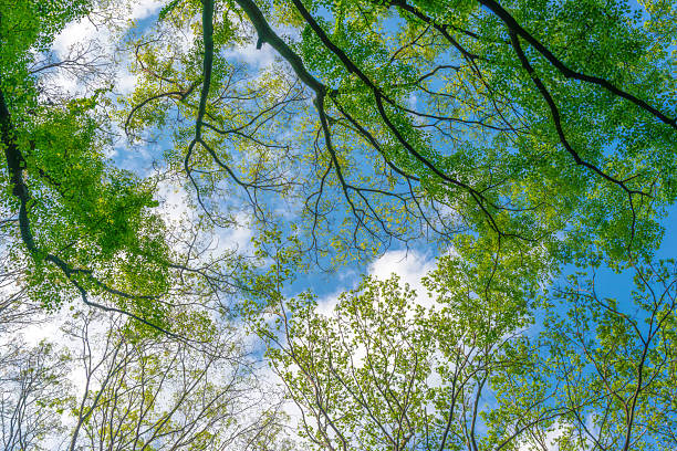 istock Fresh green leaves that stand out against the blue sky. 2239643065