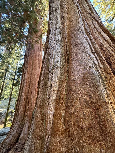 istock King’s Canyon National Park 2239643105