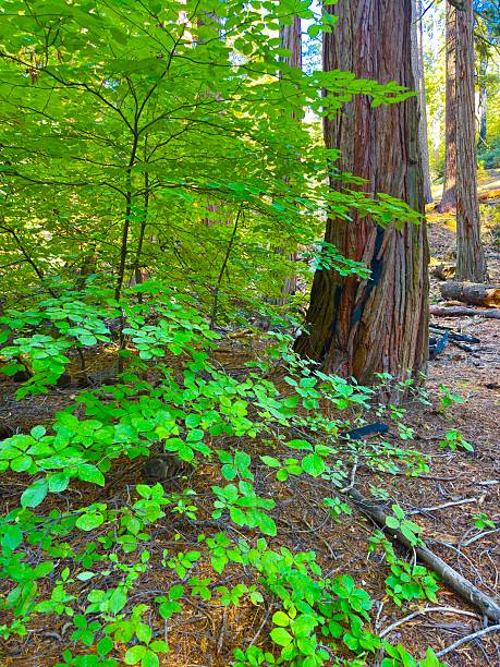 Huge mountains, rugged foothills, deep canyons, and the world’s largest trees make up the landscape of Sequoia NP.