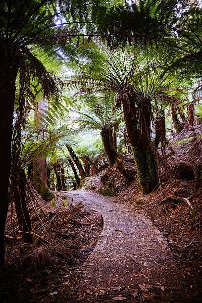 istock Lady Barron Falls Circuit in Tasmania Australia 2239644339