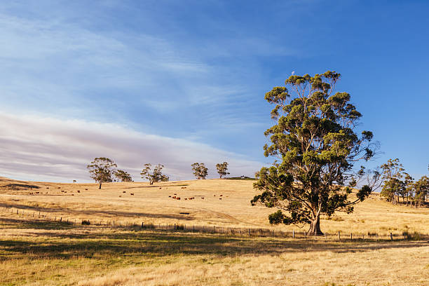 istock Ellendale Landscape in Tasmania Australia 2239644346