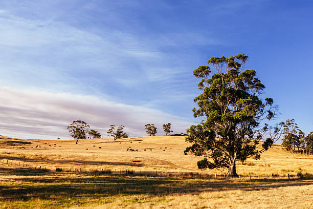 Wide angle image of rustic gate in rural Australian farmland.