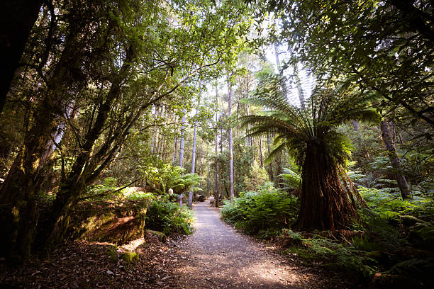 istock Mt Field National Park Tasmania Australia 2239644352