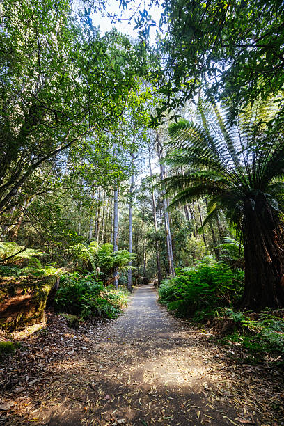 istock Mt Field National Park Tasmania Australia 2239644353