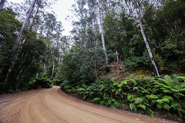istock Lake Dobson Area in Tasmania Australia 2239644370