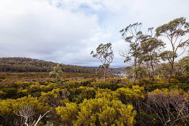 istock Lake Dobson Area in Tasmania Australia 2239644375