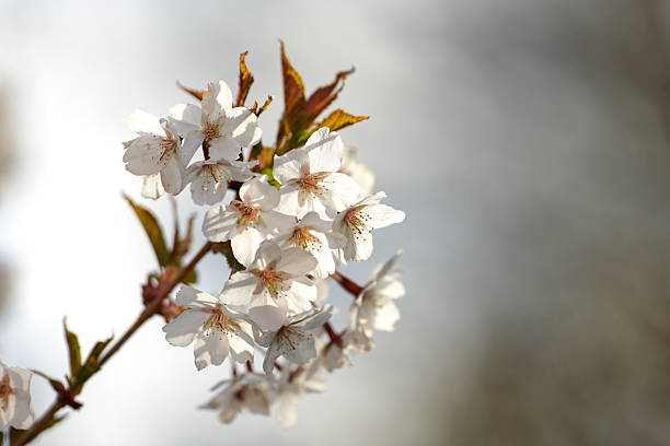 Closeup of blooming cherry branches with white blossoms in spring, captured in Denmark. The soft sunlight enhances the intricate details of the flowers, evoking feelings of renewal, peace, and nature's beauty.