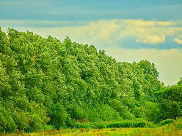 Experience the vivid charm of summer in Denmark's lush landscapes. Verdant trees and vibrant greenery thrive under a clear, enchanting sky, evoking a sense of tranquility and nature's full bloom.