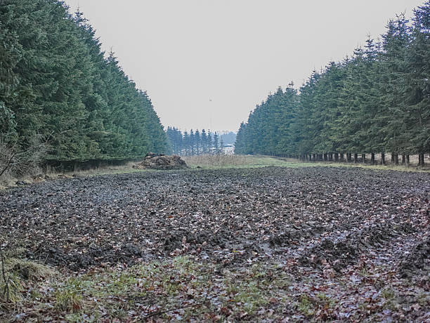 A rural Danish landscape showcasing a symmetrical alignment of dense evergreen trees bordering a cultivated field under a cloudy winter sky. The ground displays a mix of muddy soil and littered leaves.