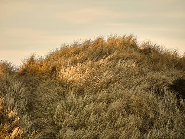 Nature scene with a picturesque grassy dune catching the warm glow of sunset. The dry tufts of grass shimmer gently, creating a tranquil ambiance in a natural setting, Denmark's serene beauty captured beautifully.