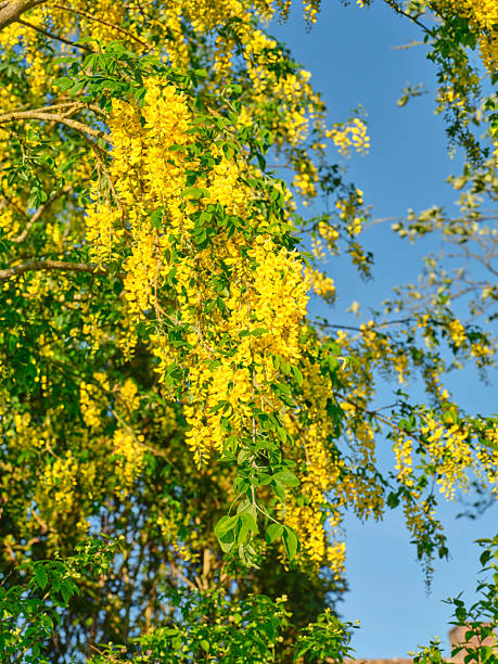Bright yellow laburnum flowers blossom on lush branches, set against a vivid blue sky. Capturing nature's vibrance, this scene symbolizes growth and serenity. Photographed on a sunny day in Denmark.