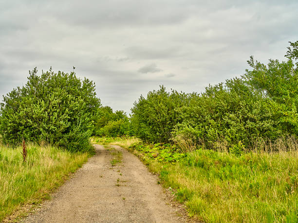 A serene country path cuts through dense vegetation, bordered by lush greenery likely including species native to Denmark. The overcast sky enhances the peaceful atmosphere, perfect for nature walks.