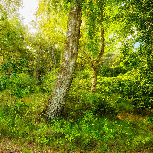 Lush green birch trees in a serene summer forest with vibrant sunlight filtering through the verdant canopy. A calm, natural scene emphasizing tranquility, nature, and the beauty of Danish woodlands.