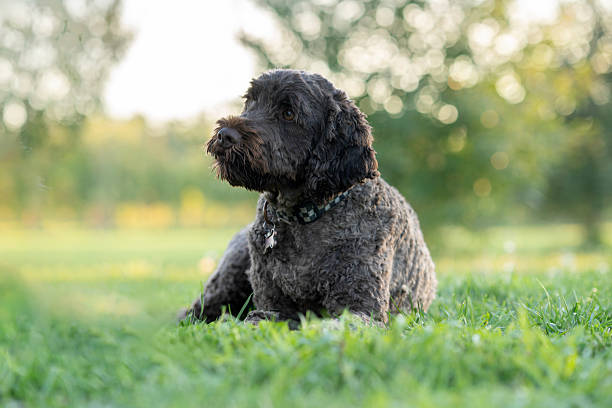 istock A Curious Gray Doodle Relaxing on Green Grass in a Sunlit Park 2239649303