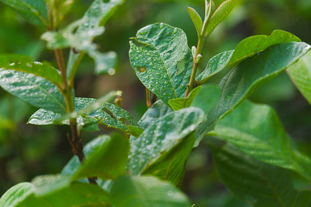 Close-up of a fresh green guava leaf covered with water droplets after rain, showing detailed texture and natural imperfections