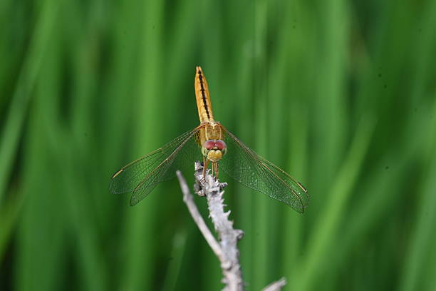 istock Scarlet skimmer dragonfly. 2239654057