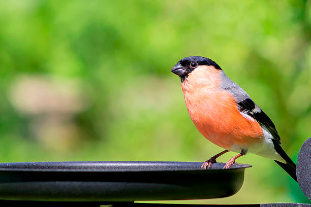 Bullfinch male (Pyrrhula pyrrhula) eating sunflower seed on the ground at the winter feeding place on a sunny spring day.