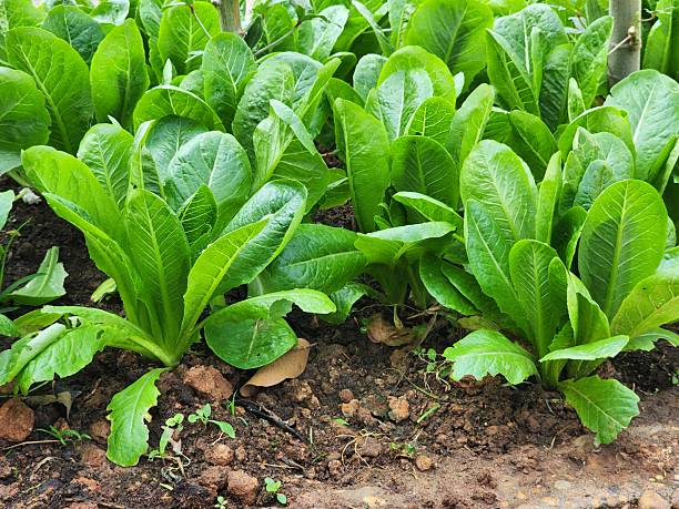 istock Green cos lettuce in the planting plot. 2239659869
