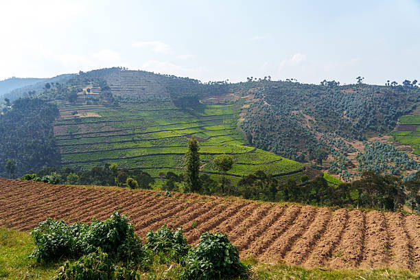 Tea plantation amoung mountains and along highway in Nyungwe National Park Rwanda.