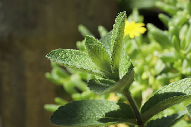 close up of fresh mint leaves on a gray background